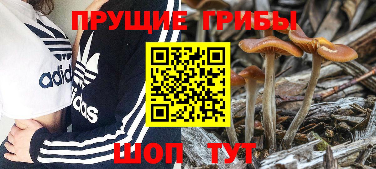 Галлюциногенные грибы Psilocybine cubensis Кемерово